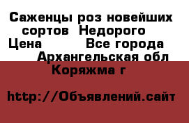 Саженцы роз новейших сортов. Недорого. › Цена ­ 350 - Все города  »    . Архангельская обл.,Коряжма г.